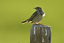 BUITEN BEELD Foto: 369365