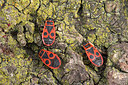 BUITEN BEELD Foto: 369393