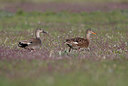 BUITEN BEELD Foto: 369419
