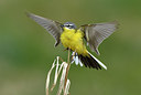 BUITEN BEELD Foto: 369442