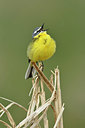 BUITEN BEELD Foto: 369444