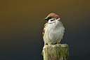 BUITEN BEELD Foto: 369446