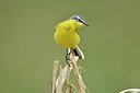 BUITEN BEELD Foto: 369447