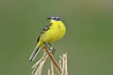 BUITEN BEELD Foto: 369450