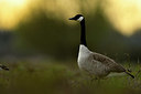 BUITEN BEELD Foto: 369473