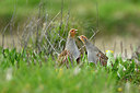 BUITEN BEELD Foto: 369474