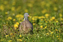 BUITEN BEELD Foto: 369477
