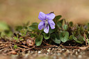 BUITEN BEELD Foto: 369494
