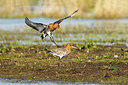 BUITEN BEELD Foto: 370290