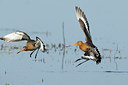 BUITEN BEELD Foto: 370292