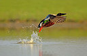 BUITEN BEELD Foto: 370407