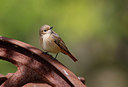 BUITEN BEELD Foto: 370601
