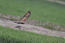 BUITEN BEELD Foto: 370945