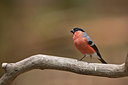 BUITEN BEELD Foto: 370982