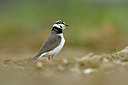 BUITEN BEELD Foto: 371410