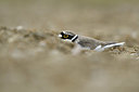 BUITEN BEELD Foto: 371411