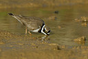 BUITEN BEELD Foto: 371418