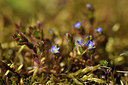 BUITEN BEELD Foto: 371648