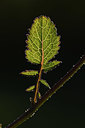 BUITEN BEELD Foto: 371656