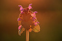 BUITEN BEELD Foto: 371717