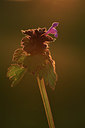BUITEN BEELD Foto: 371757