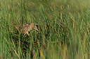BUITEN BEELD Foto: 371823