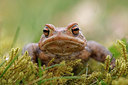 BUITEN BEELD Foto: 372138