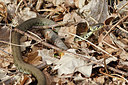 BUITEN BEELD Foto: 372156