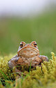 BUITEN BEELD Foto: 372180