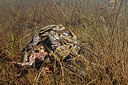 BUITEN BEELD Foto: 372185