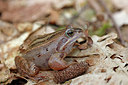 BUITEN BEELD Foto: 372187