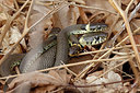 BUITEN BEELD Foto: 372211