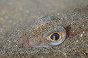 BUITEN BEELD Foto: 372237