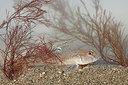 BUITEN BEELD Foto: 372246