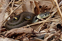 BUITEN BEELD Foto: 372282