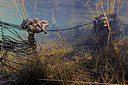 BUITEN BEELD Foto: 372287