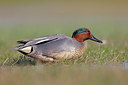 BUITEN BEELD Foto: 372361