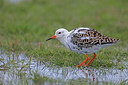 BUITEN BEELD Foto: 372403