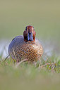 BUITEN BEELD Foto: 372428