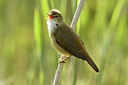 BUITEN BEELD Foto: 372606