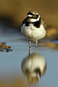 BUITEN BEELD Foto: 372607