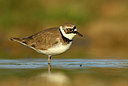 BUITEN BEELD Foto: 372614