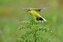 BUITEN BEELD Foto: 372629