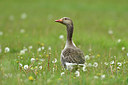 BUITEN BEELD Foto: 372637
