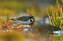 BUITEN BEELD Foto: 372641