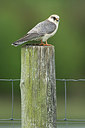 BUITEN BEELD Foto: 373299
