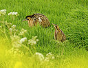 BUITEN BEELD Foto: 373304