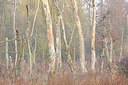 BUITEN BEELD Foto: 373826