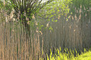 BUITEN BEELD Foto: 374072