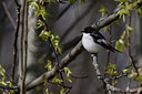 BUITEN BEELD Foto: 374215